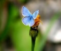 [体会自然]破茧化蝶，质的蜕变